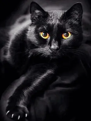 Mystic Black Cat Pose Vintage Art - High Res Versatile Digital Print Instant Download Fairycore, Cottagecore, DIY Craft