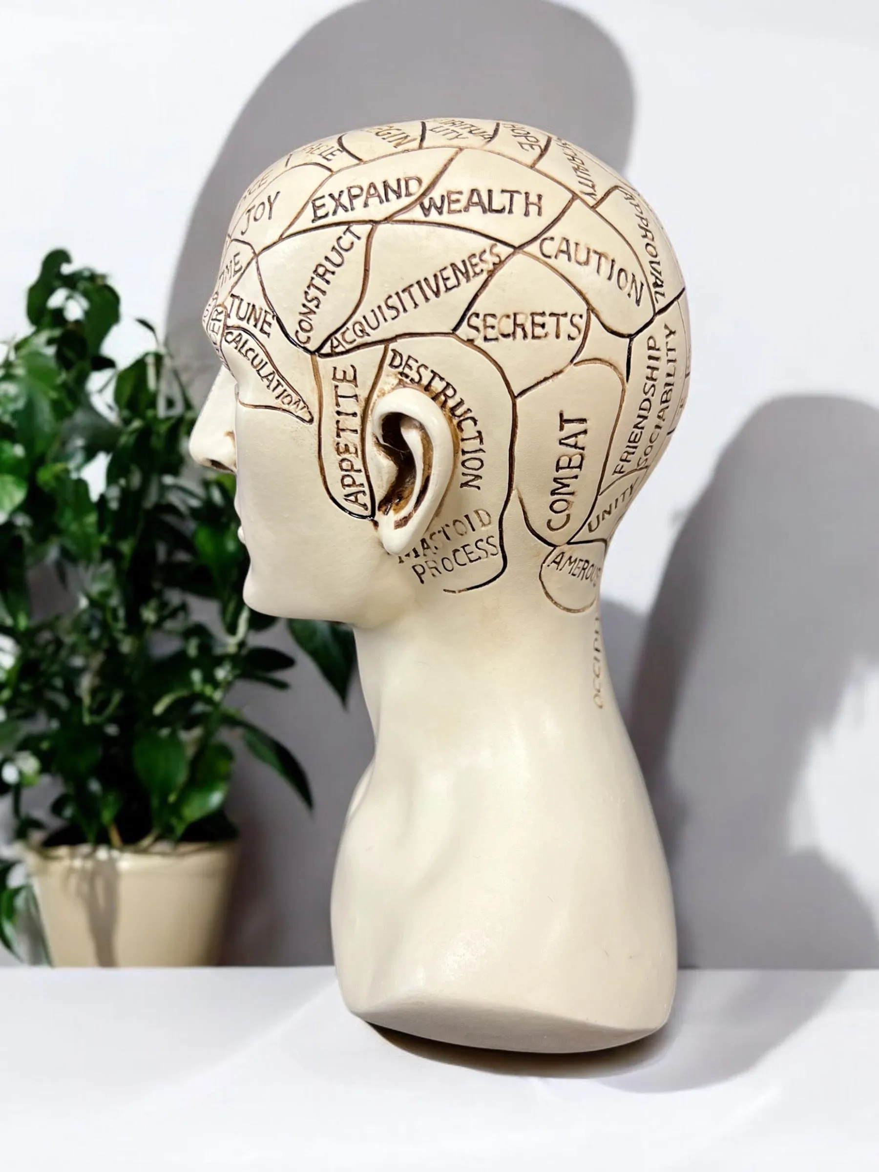 Phrenology Head